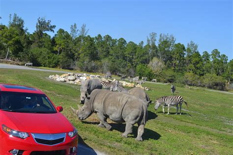 Lion safari palm beach - Despite the painful loss, McCann said, Lissa was a success story for Lion Country Safari, which since 1967 has cared for wild animals with minimal human intervention. In the wild, rhinos tend to ...